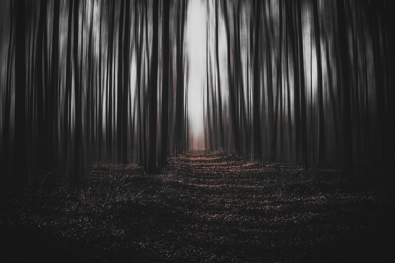 Mysterious Forest